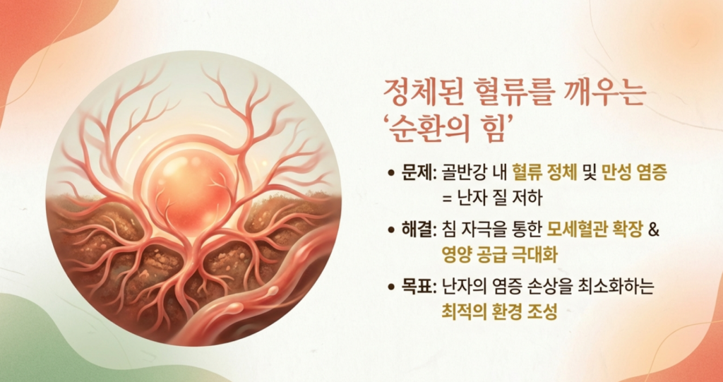 90일간의 난포 성숙 주기와 임신 준비를 위한 한방 자궁 재활 프로토콜 모식도