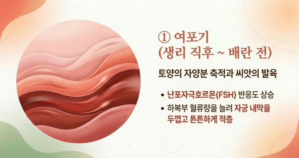 90일간의 난포 성숙 주기와 임신 준비를 위한 한방 자궁 재활 프로토콜 모식도