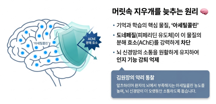 도네페질 효과의 기전과 원리 이미지